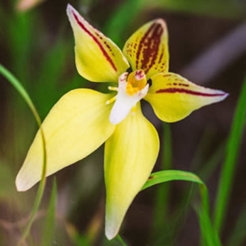 Yellow Cowslip Orchid Yellow Cowslip Orchid Australian Bush Flower Essence