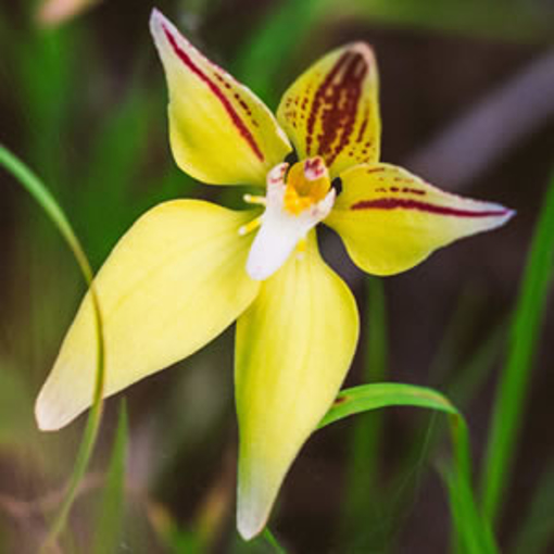 Yellow Cowslip Orchid Australian Bush Flower Essence