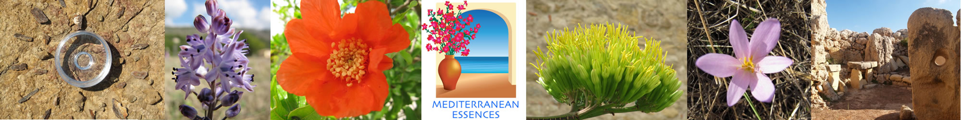The Mediterranean Essences