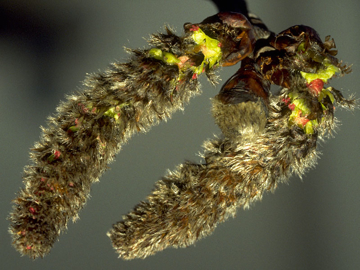 Aspen Aspen Bach Flower Remedy