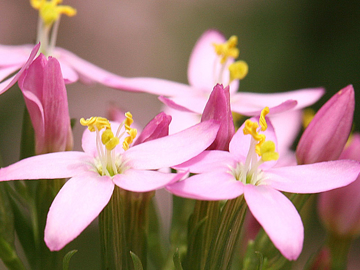 Centaury Centaury Bach Flower Remedy