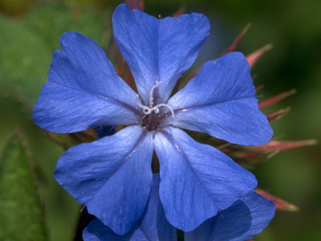 Cerato Cerato Bach Flower Remedy