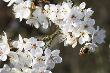 Cherry Plum Cherry Plum Bach Flower Remedy