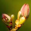Chestnut Bud Bach Flower Remedy