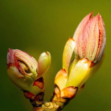 Chestnut Bud Remedy Chestnut Bud Bach Flower Remedy