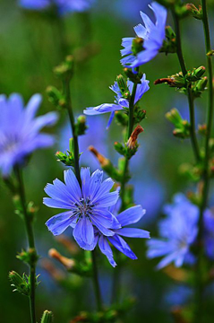 Chicory Remedy Chicory Bach Flower Remedy