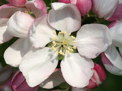Picture of Crab Apple Bach Flower Remedy