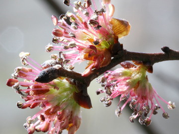 Elm Elm Bach Flower Remedy