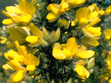Gorse Flower Gorse Bach Flower Remedy