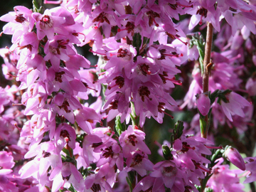 Heather Flower Heather Bach Flower Remedy