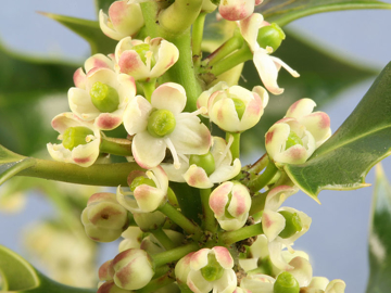 Holly Flower Holly Bach Flower Remedy