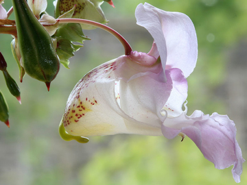 Impatiens Flower Impatiens Bach Flower Remedy