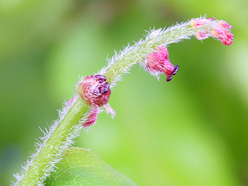 Oak Flower Oak Bach Flower Remedy