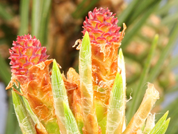 Pine Flower Pine Bach Flower Remedy