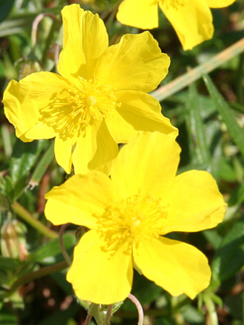 Rock Rose Flower Rock Rose Bach Flower Remedy
