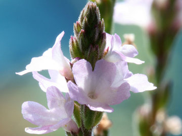 Vervain Flower Vervain Bach Flower Remedy