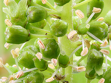 Vine Flower Vine Bach Flower Remedy