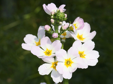 Water Violet Flower Water Violet Bach Flower Remedy