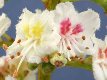 White Chestnut Flower White Chestnut Bach Flower Remedy