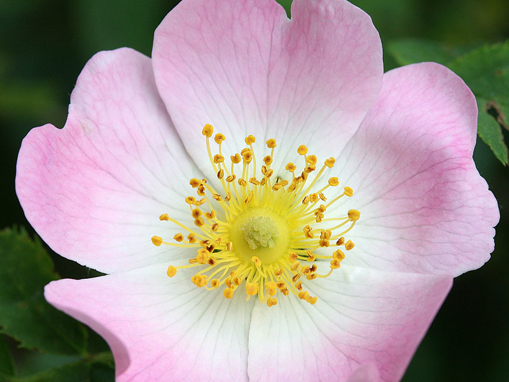 Wild Rose Bach Flower Remedy
