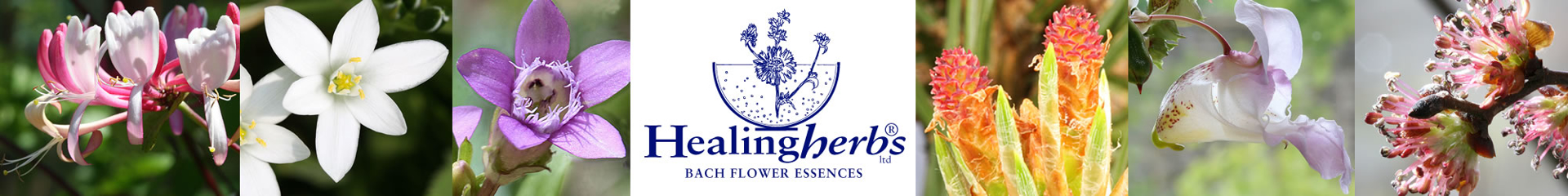 Bach Flower Remedies banner
