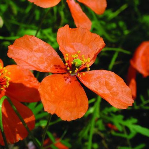 Apricot Poppy Flower Essence - 10ml stock