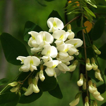 Black Locust Baily Flower Essence - 10ml stock Black Locust Baily Flower Essence - 10ml stock
