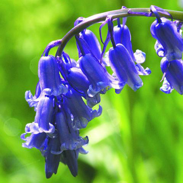 Bluebell Bailey Flower Essence - 10ml stock Bluebell Bailey Flower Essence - 10ml stock