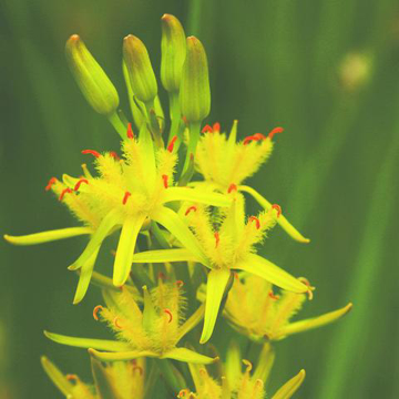 Bog Asphodel  Bailey Flower Essence- 10ml stock Bog Asphodel  Bailey Flower Essence- 10ml stock
