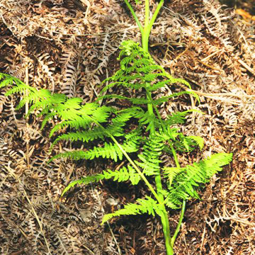 Bracken (Alc)  Bailey Flower Essence- 10ml stock Bracken (Alc)  Bailey Flower Essence- 10ml stock