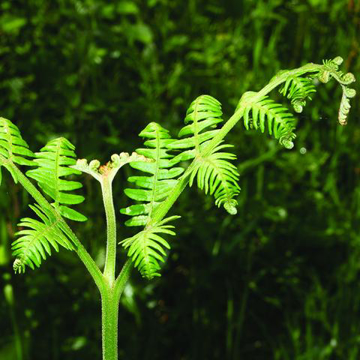 Bracken (Aqu)  Bailey Flower Essence- 10ml stock Bracken (Aqu)  Bailey Flower Essence- 10ml stock