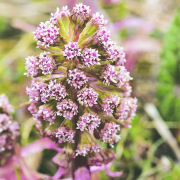 Butterbur  Bailey Flower Essence- 10ml stock Butterbur  Bailey Flower Essence- 10ml stock