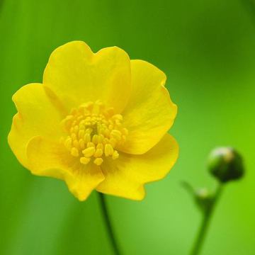 Buttercup Baily Flower Essence - 10ml stock Buttercup Baily Flower Essence - 10ml stock