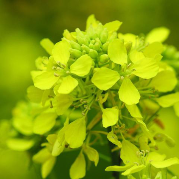 Charlock Baily Flower Essence - 10ml stock Charlock Baily Flower Essence - 10ml stock