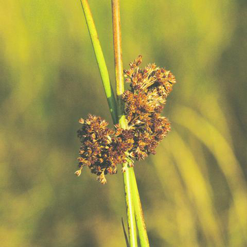 Compact Rush Baily Flower Essence - 10ml stock Compact Rush Baily Flower Essence - 10ml stock