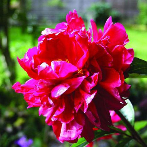 Deep Red Peony Baily Flower Essence - 10ml stock