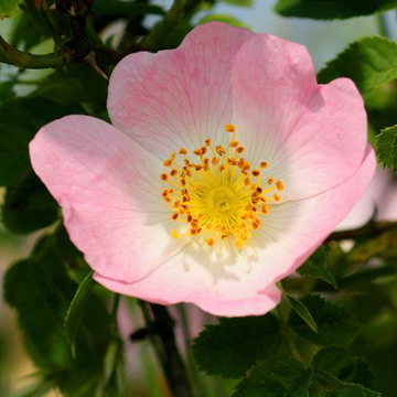 Dog Rose Baily Flower Essence - 10ml stock Dog Rose Baily Flower Essence - 10ml stock