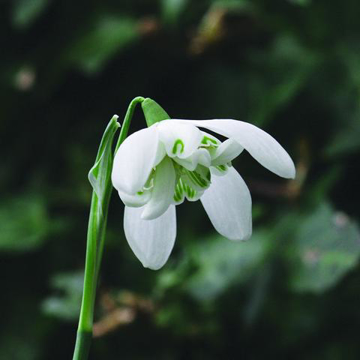 Double Snowdrop Baily Flower Essence - 10ml stock Double Snowdrop Baily Flower Essence - 10ml stock