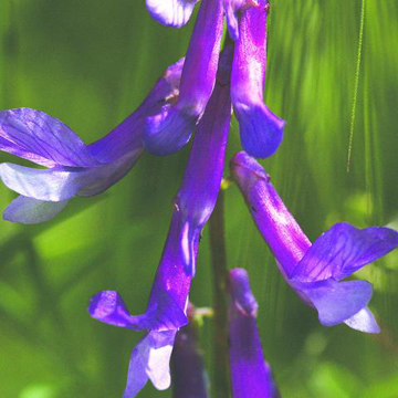Dwarf Purple Vetch Baily Flower Essence - 10ml stock Dwarf Purple Vetch Baily Flower Essence - 10ml stock