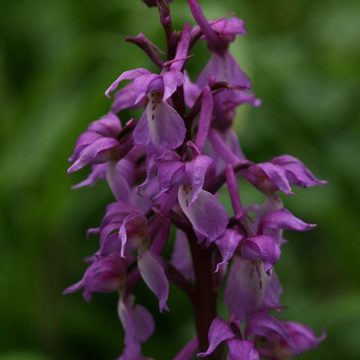 Early Purple Orchid Baily Flower Essence - 10ml stock Early Purple Orchid Baily Flower Essence - 10ml stock