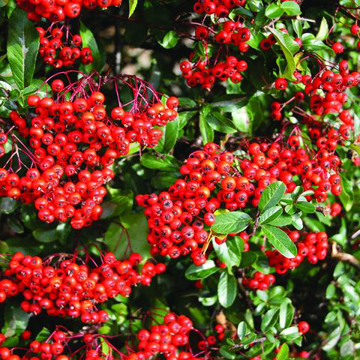 Firethorn Baily Flower Essence - 10ml stock Firethorn Baily Flower Essence - 10ml stock