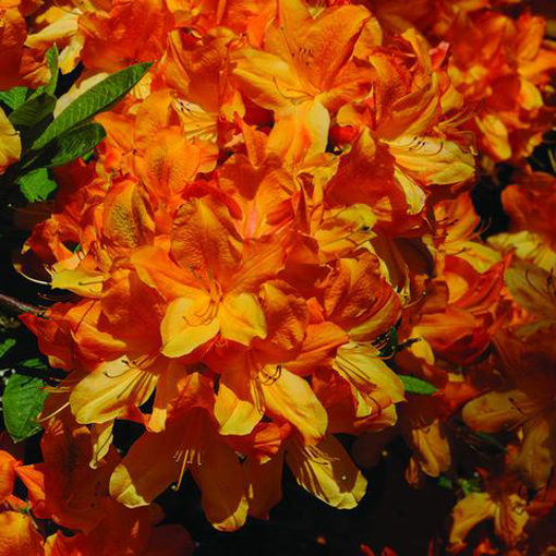 Flame Azalea Baily Flower Essence - 10ml stock