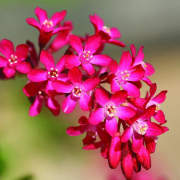 Flowering Currant Baily Flower Essence - 10ml stock Flowering Currant Baily Flower Essence - 10ml stock