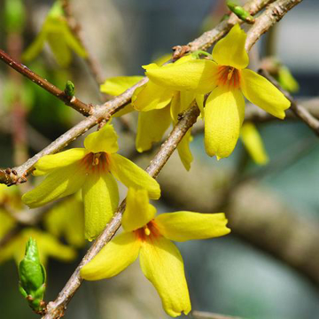 Forsythia Bailey Flower Essence - 10ml stock Forsythia Bailey Flower Essence - 10ml stock