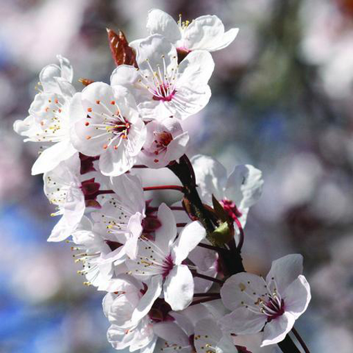 Fuji Cherry Bailey Flower Essence - 10ml stock