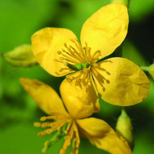 Greater Celendine Bailey Flower Essence - 10ml stock
