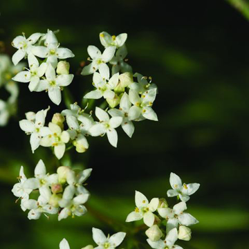 Heath Bedstraw Bailey Flower Essence - 10ml stock Heath Bedstraw Bailey Flower Essence - 10ml stock