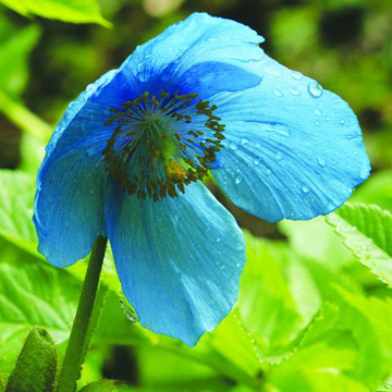 Show details for Himalayan Blue Poppy Bailey Flower Essence - 10ml stock Picture of Himalayan Blue Poppy Bailey Flower Essence - 10ml stock