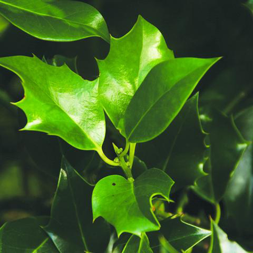 Holly Leaf Bailey Flower Essence - 10ml stock