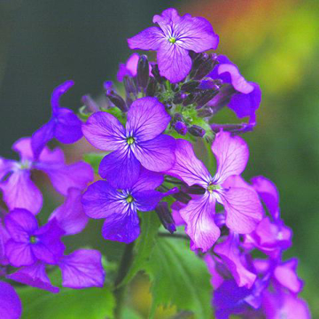 Honesty Bailey Flower Essence - 10ml stock Honesty Bailey Flower Essence - 10ml stock